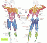 Как работает скелетная мускулатура