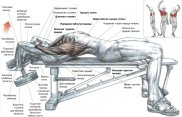 Как работает скелетная мускулатура